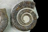 Two Devonian Ammonites (Anetoceras) Fossils - Tazarine, Morocco #146921-2